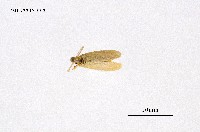 藏品(褐帶小黃毒蛾)的圖片